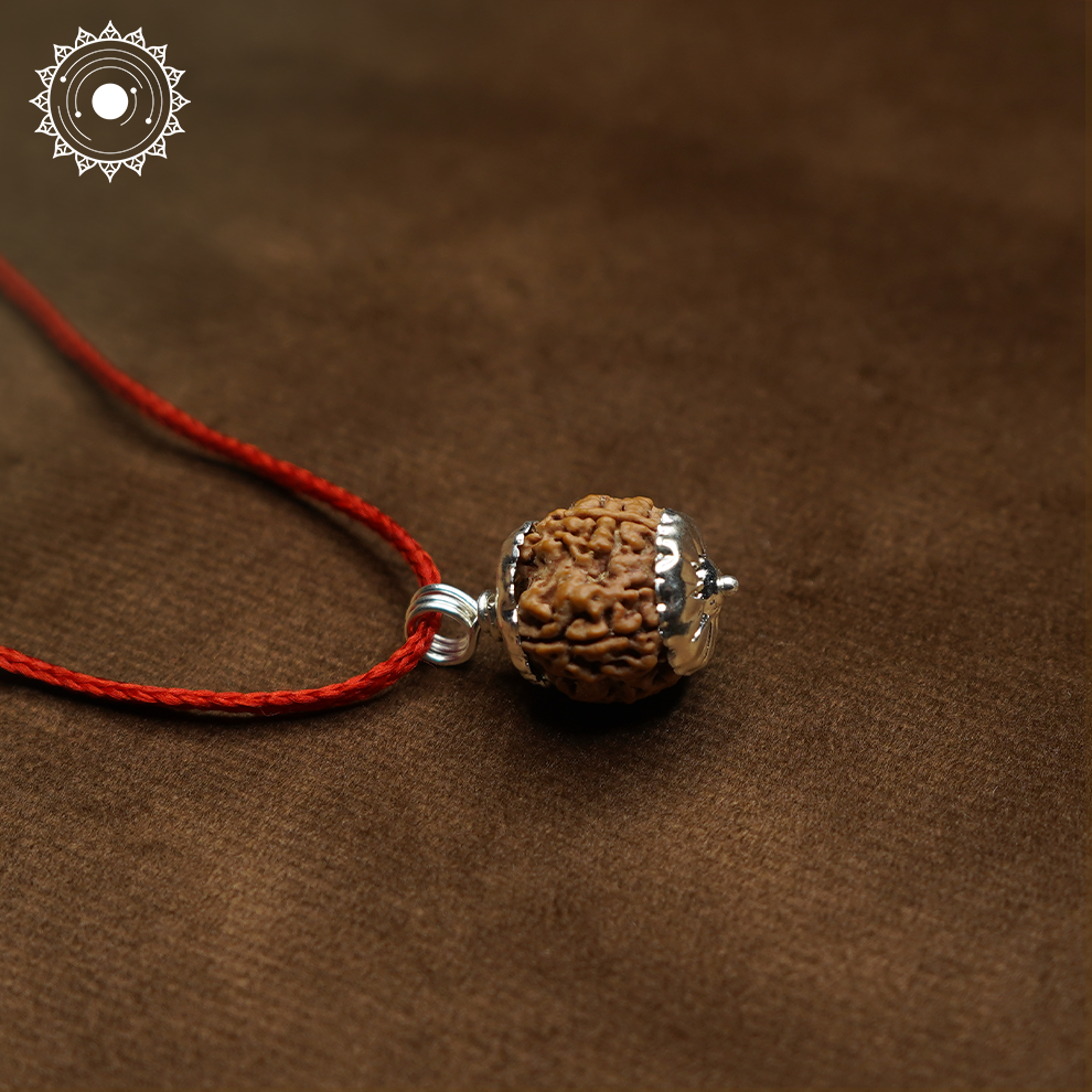 6 Mukhi Rudraksha