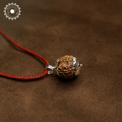 6 Mukhi Rudraksha